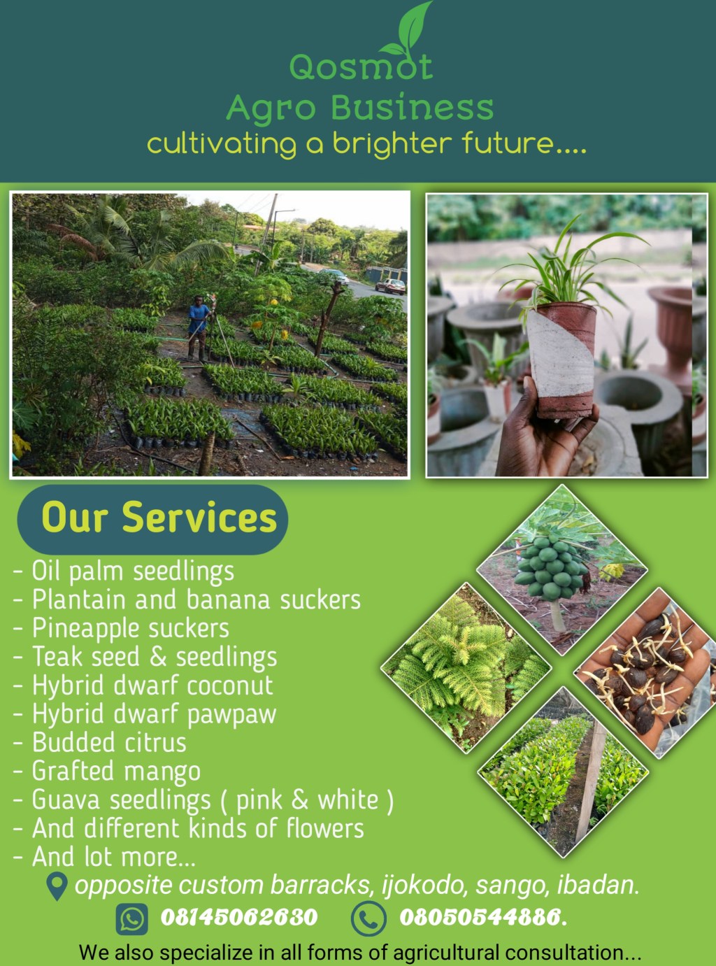 Quality Agricultural Crops Seedlings | Qosmot Agro&nbsp;Business